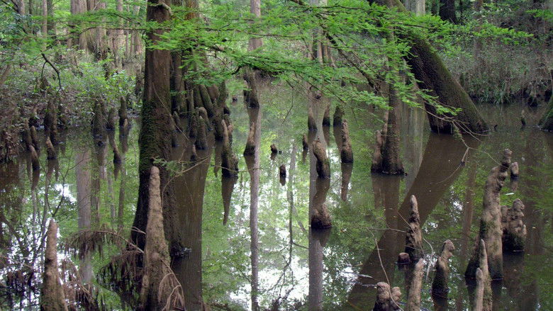 кадр из фильма Gatorlands‎