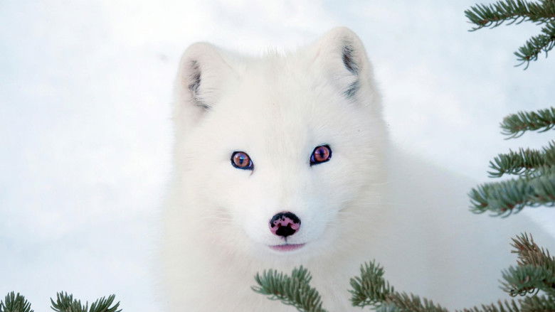 кадр из фильма Кина и Юк: Пушистые приключения