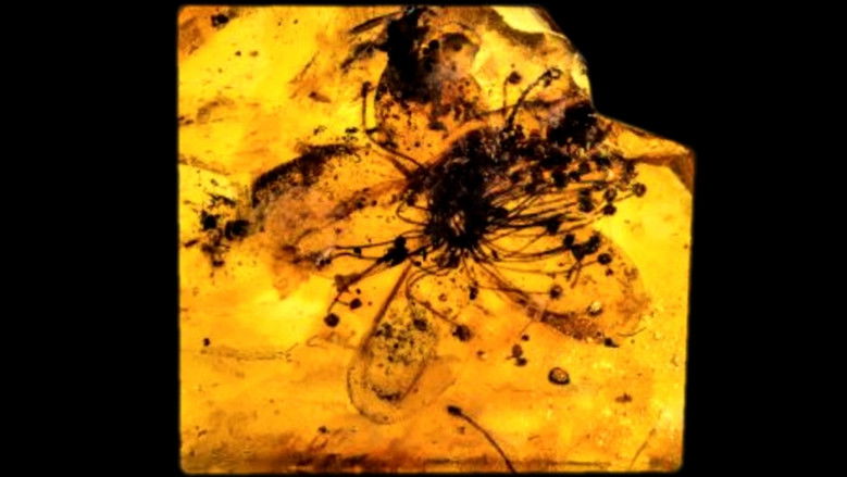 кадр из фильма Sem TÍtulo #9: Nem Todas as Flores da Falta