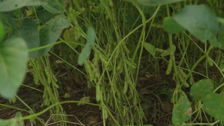 кадр из фильма Soyalism