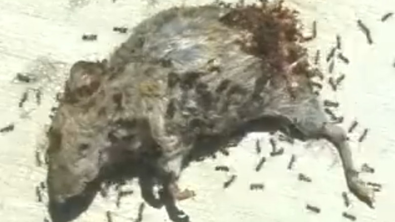 кадр из фильма Dead Mouse with Ants