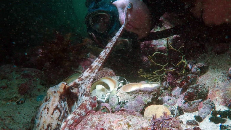 кадр из фильма Мой учитель – осьминог