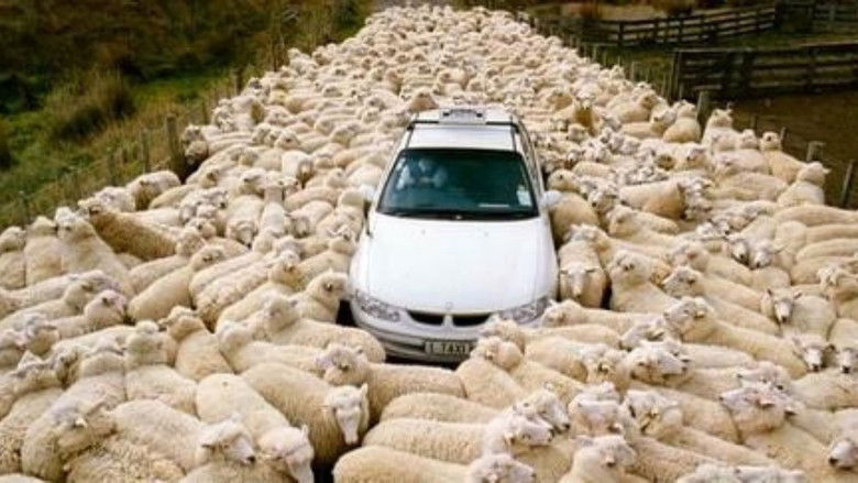 кадр из фильма Паршивая овца