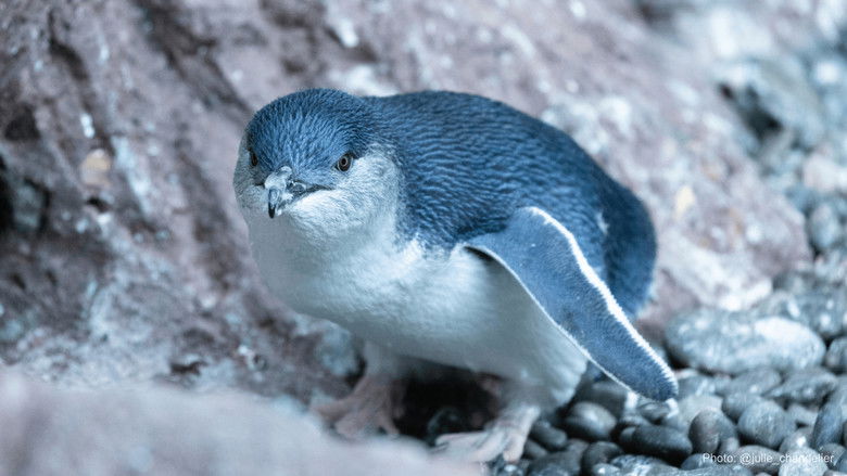 кадр из фильма Kororā: Little Blue Penguin