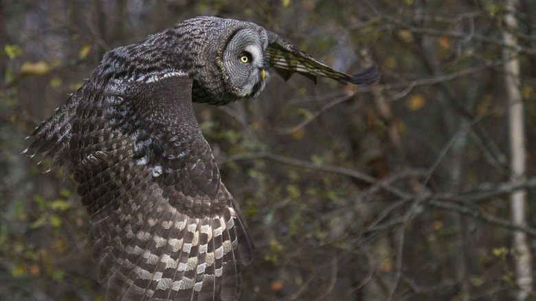 кадр из фильма Чудесный лес