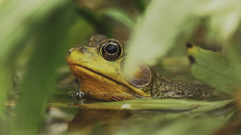 кадр из фильма Understanding Myself as an Amphibian