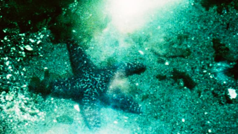 кадр из фильма A Child’s Garden and the Serious Sea