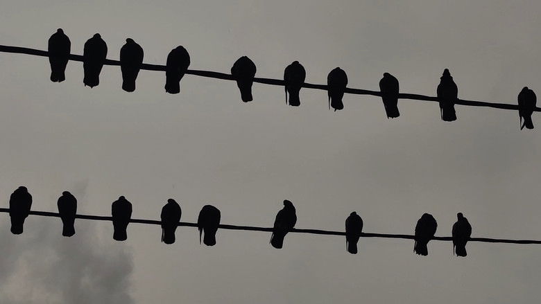 кадр из фильма Găinaț