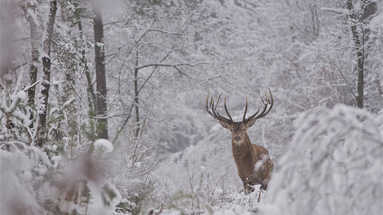 кадр из фильма Wild