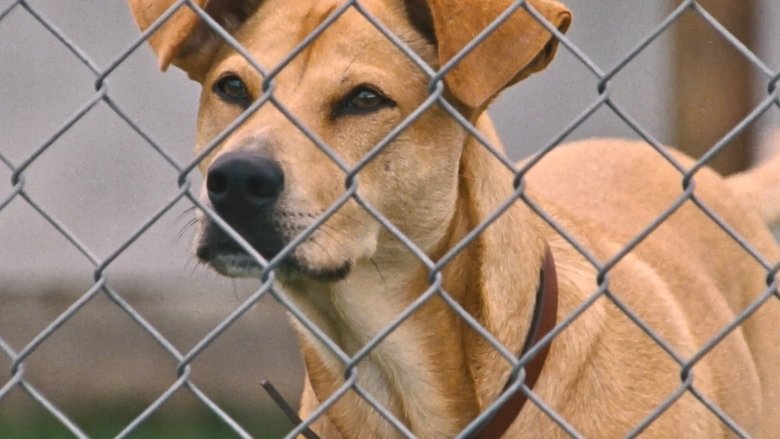 кадр из фильма Венди и Люси