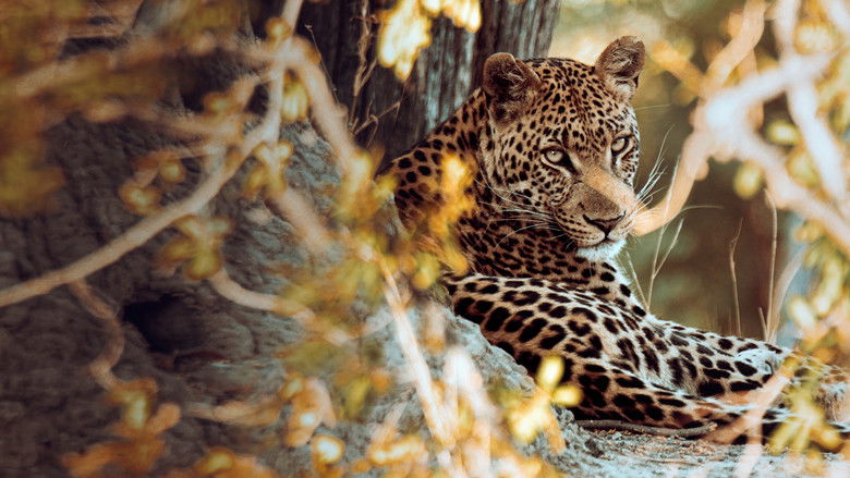 кадр из фильма Shadow Cats