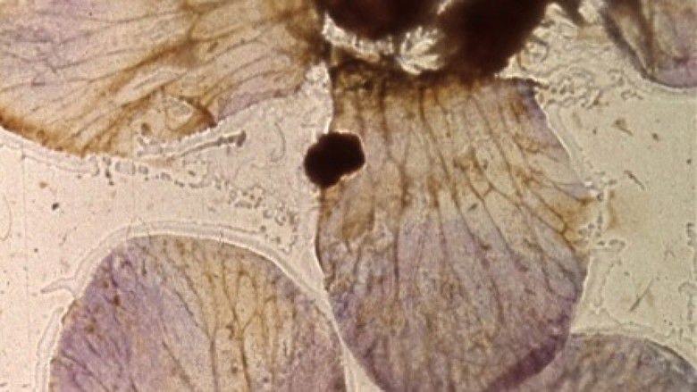 кадр из фильма Mothlight