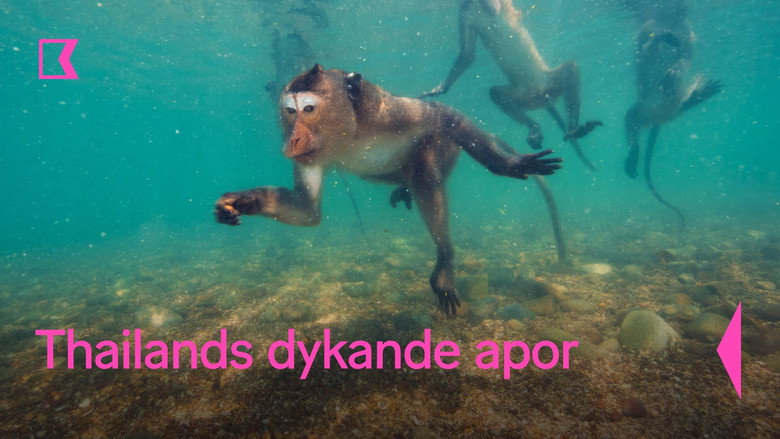 кадр из фильма Les singes qui voulaient voir la mer