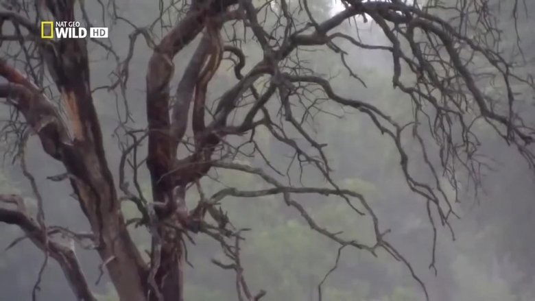 кадр из фильма Дикая Ботсвана: Братство львов