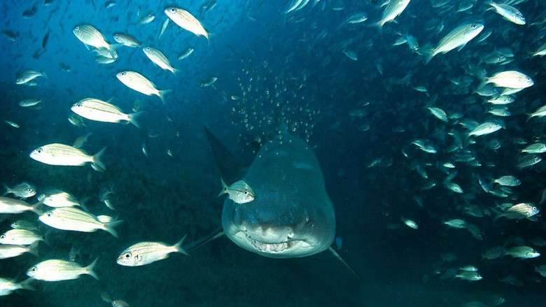 кадр из фильма Тайны подводного мира