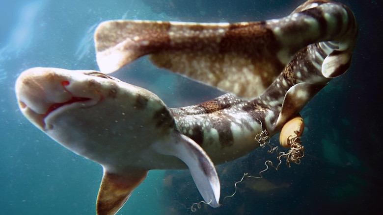 кадр из фильма Мой учитель – осьминог