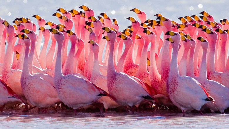 кадр из фильма South America Untamed