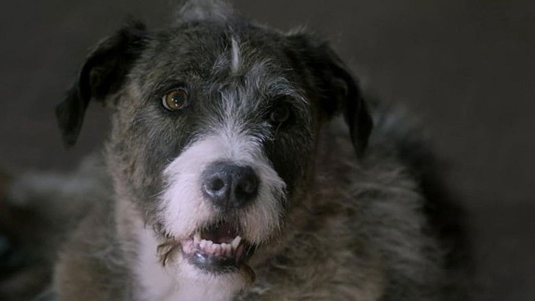 кадр из фильма Life with Dog