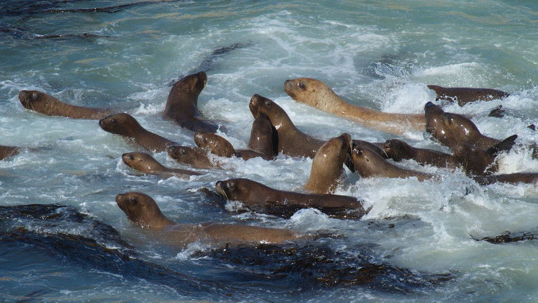 кадр из фильма South America Untamed