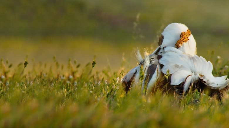 кадр из фильма Дикая Португалия