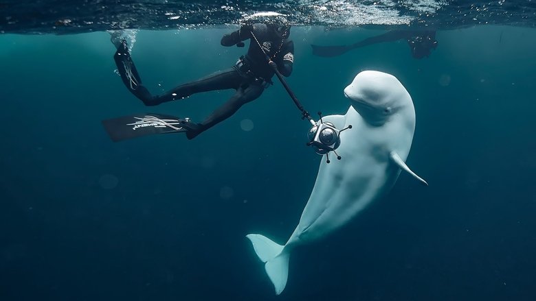 кадр из фильма #hvaldimir - La Véritable histoire du béluga espion