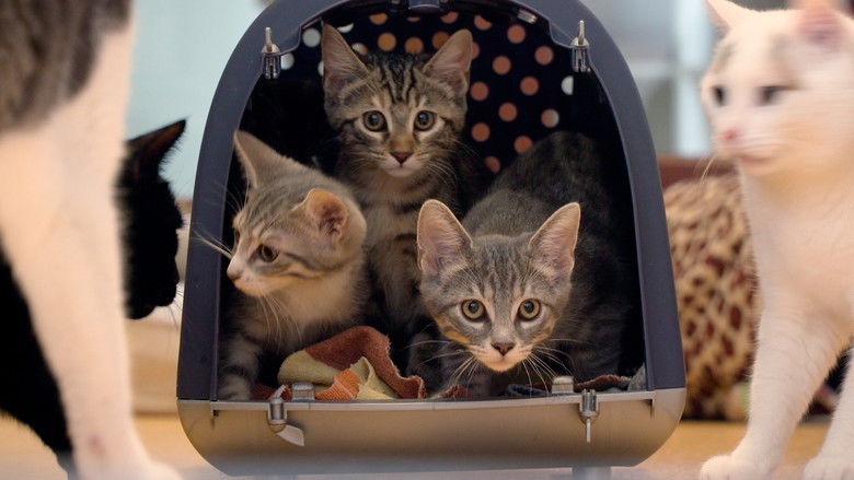 кадр из фильма Cat Stories