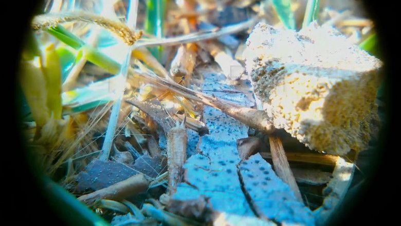 1 Square Foot of My Yard