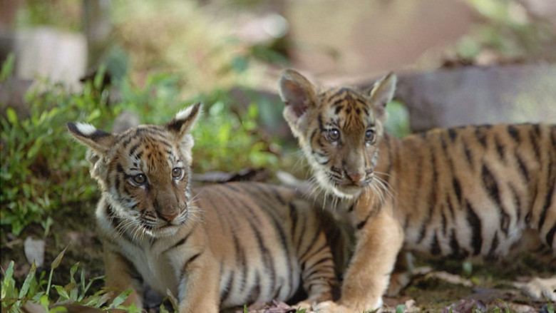 кадр из фильма Два брата