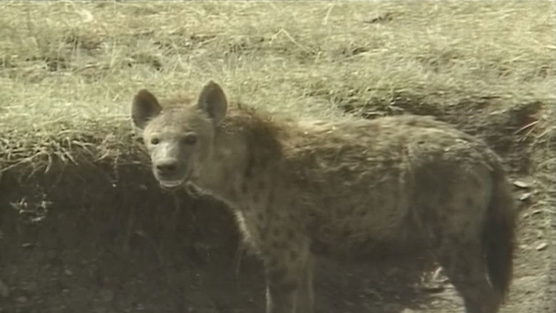 кадр из фильма アフリカ動物パズル