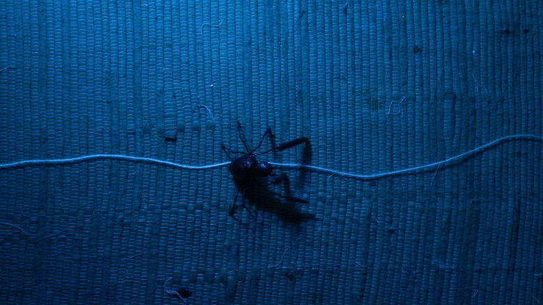 кадр из фильма Aracne (ou a araña que non podía tecer)