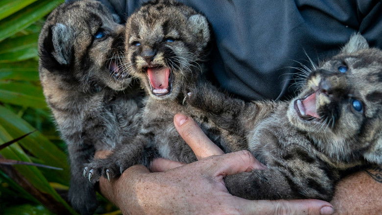 кадр из фильма Путь пантеры