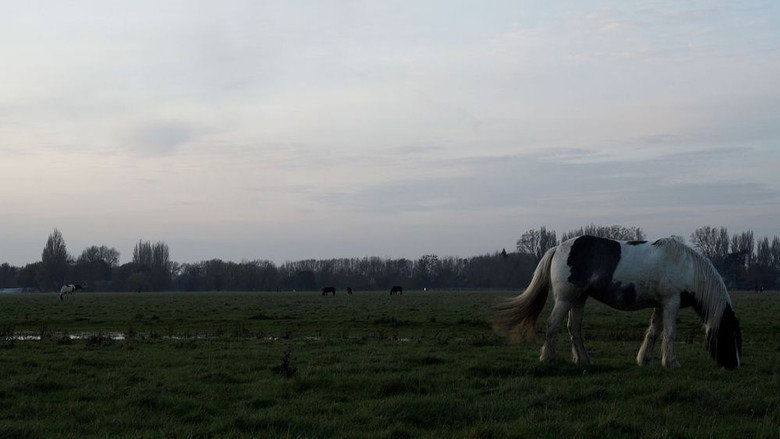 кадр из фильма Port Meadow