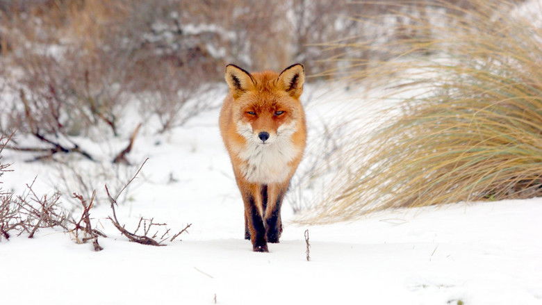 кадр из фильма Stadt, Land, Fuchs!