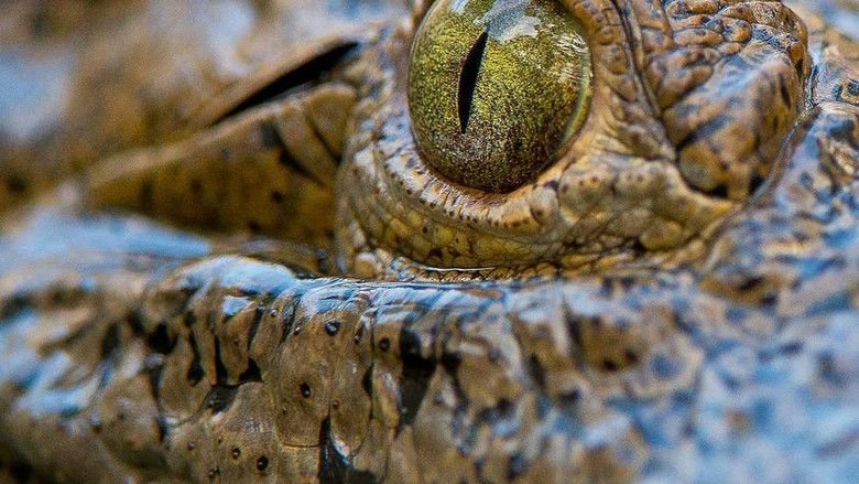 кадр из фильма Reptile Kingdom