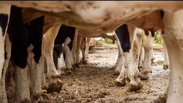 Les vaches n'auront plus de nom