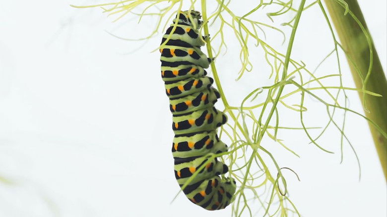 кадр из фильма Metamorfose