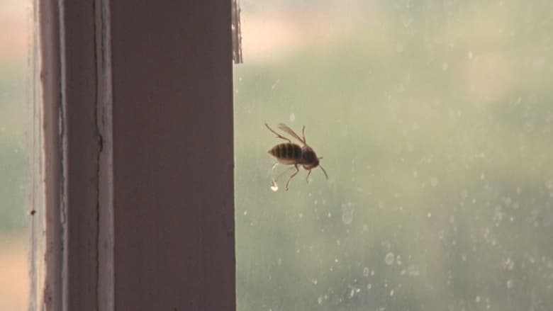 кадр из фильма Wasp