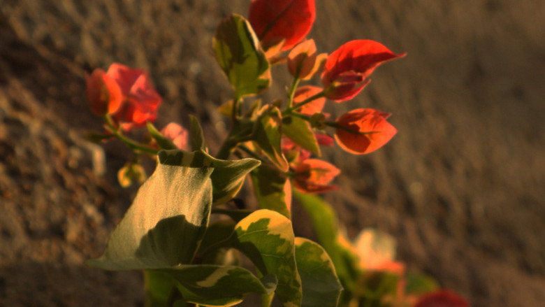 кадр из фильма A Perfectly Okay Garden