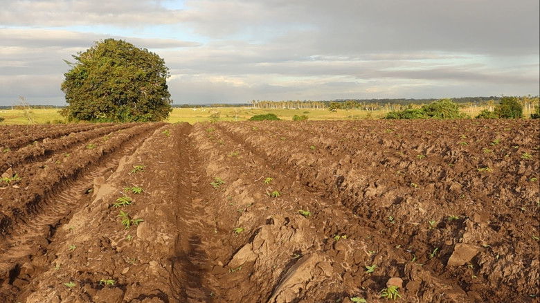 кадр из фильма Anatomia de uma Tragédia