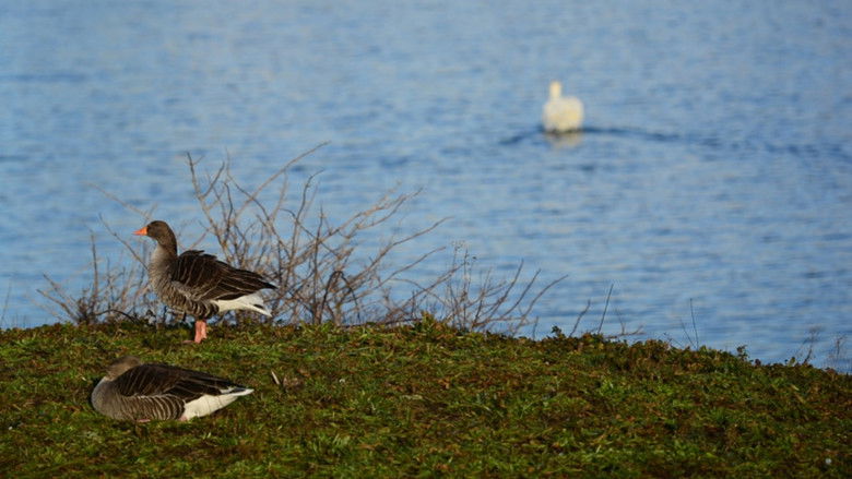кадр из фильма Mugged Off