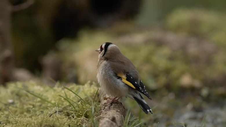 кадр из фильма Langue des oiseaux