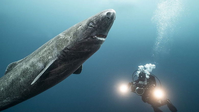 Les requins qui venaient du froid