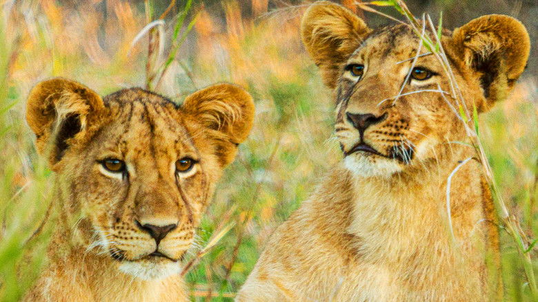 кадр из фильма Gorongosa: Paradise Reborn