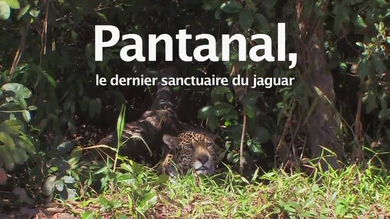 кадр из фильма Pantanal, le dernier sanctuaire du jaguar