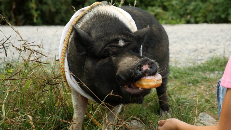 кадр из фильма Elvis the Pig