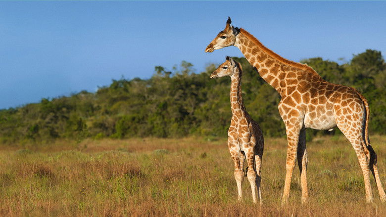 кадр из фильма Giraffe: African Giant