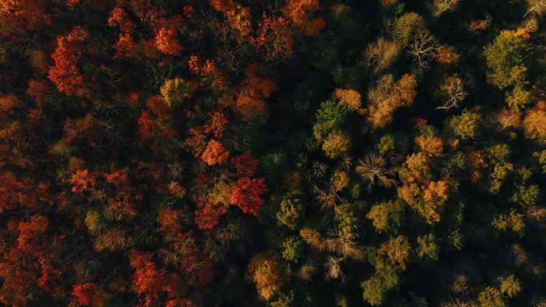 кадр из фильма Voir l'automne, une saison en France