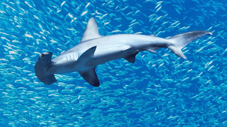 кадр из фильма Hammerhead Sharks Up Close with Bertie Gregory
