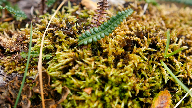 кадр из фильма Gombrowicz o La inmadurez