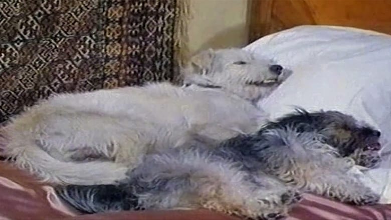 кадр из фильма Барбос в гостях у Бобика